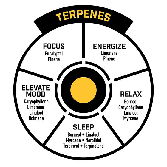 Terpenes – Explained!