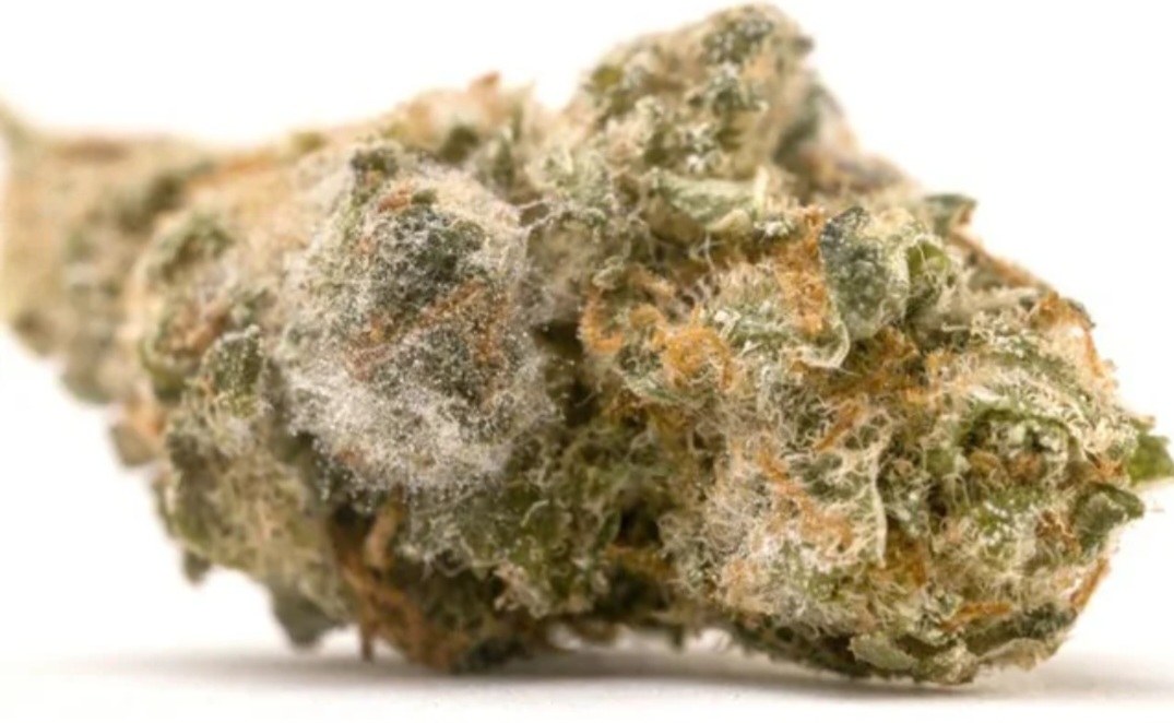 Moldy Flower – A Discussion